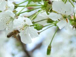 Working Bee Stock Footage