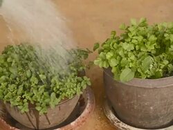 Watering Stock Footage