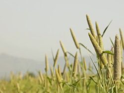 Close-up of crops  Stock Footage