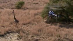 A helicopter aims a tranquilizer at a giraffe running through Kruger National Park. Stock Footage