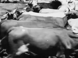 CU cattle drive Stock Footage