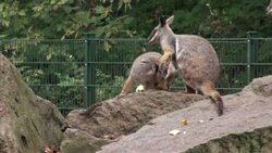 Baby wallaby born at Berlin zoo appears in public News Clip