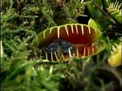 Venus Fly Trap catches fly, UK Stock Footage