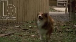 Dog running through backyard and fence, 1930s - reenactment Stock Footage