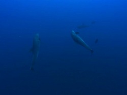 Bottlenose Dolphins, Mexico  Stock Footage