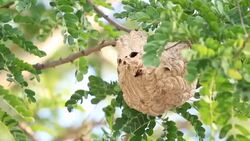 Wasp Hive Stock Footage