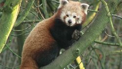 Red Panda at Dudley Zoo News Clip