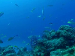 Caribbean reef sharks, Carcharhinus perezi, over reef, Grouper. Bahamas  Stock Footage