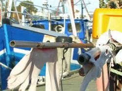 Harbor with fishing boats Stock Footage