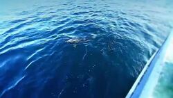 Dolphins Stock Footage