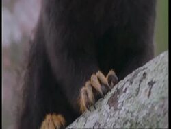 BCU Feet of Golden Handed Tamarin, zoom out, South America Stock Footage