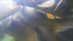 Carp Feeding Frenzy Stock Footage