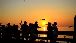 Silhouette: traveler and flock of Seagulls at sunset Stock Footage