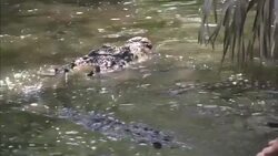 A crocodile lurks in a swamp. Stock Footage