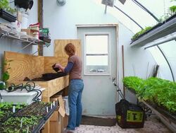 WS SLO MO TD Shot of young woman in green house preparing plants / Chatham, Michigan, United States Stock Footage