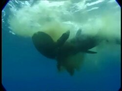 MS Tiger shark feeding on turtle bait Stock Footage