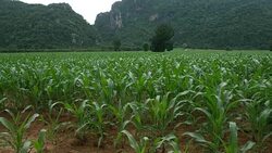 Corn field young corn plants stalks green field Stock Footage