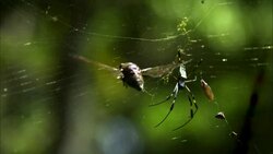 An insect flies into an orb weaver's web. Stock Footage