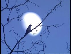 MWA Low angle, Sparrow on branch, lit by moon in background Stock Footage