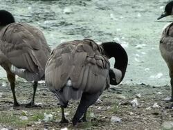 geese grooming Stock Footage