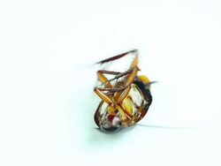 Cockroach Stock Footage