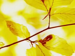 HD: Direct Sunlight Through Beech Leaves Stock Footage