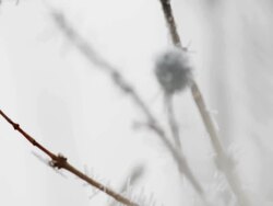 Frozen berries (1080p) Stock Footage