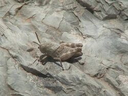 Grasshopper jump Stock Footage