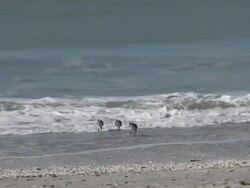Sand pipers in the surf Stock Footage