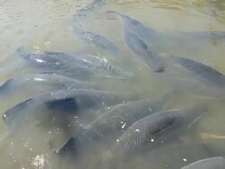 Feeding Arapaima big fish Stock Footage