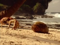 MS Low angle, Robber Crab crawling across beach past coconut, Seychelles Stock Footage