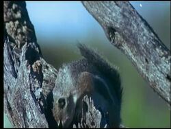 Antelope Squirrel on dead branch, eating, Sonoran desert, USA Stock Footage