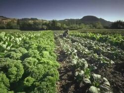 MS POV Woman picking lettuce on organic farm / Langlois, Oregon, United States Stock Footage