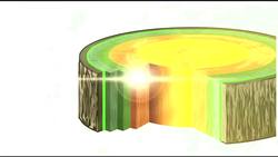 The Role of Auxin in Plant Growth Instructional Video