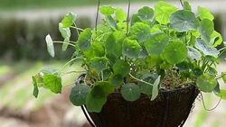 Green leaf Stock Footage