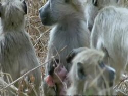 Baboon family group, MS, Tanzania Stock Footage