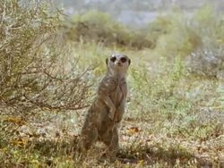 Meerkat (Suricata suricatta) looks alert and runs to camera, Namaqualand, South Africa Stock Footage