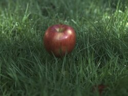 SLO MO apple falling, hits ground, medium close up, stalk straight up Stock Footage