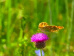 Butterfly on a flower Stock Footage
