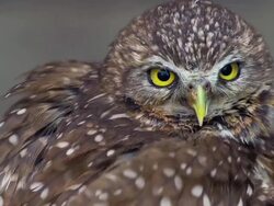 Burrowing Owl, Ruffling Feathers Stock Footage