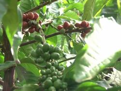 Fairtrade coffee beans at coffee-plantation in Ecuador Stock Footage