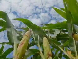 HD Motion Time-Lapse: Cloudscape Over Field Of Corn Stock Footage