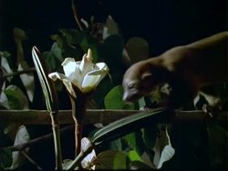 Kinkajou, MCU kinkajou collects nectar from white flower, zooms in and pulls out; Panama; Stock Footage