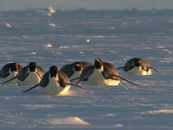WS PAN Adult penguins sliding on belly / EkstrÃƒÂ¶m Ice Shelf,Atka Iceport Emperor Penguin Colony,  Queen Maud land, Antarctica Stock Footage