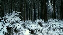 Snow covers a conifer forest. Stock Footage