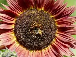 MS Shot of honeybee (Apis mellifera) gathering pollen on dark sunflower / Valparaiso, Indiana, United States Stock Footage