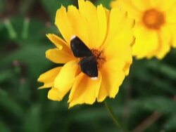 CU Shot of yellow flower with butterfly / Jacobina, Bahia, Brazil Stock Footage