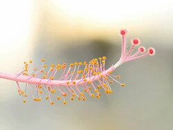 Flower Pollen Stock Footage