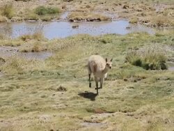 MS TS Vicuna running in green and yellow marsh with blue reflections in water / Road San Pedro de Atacama to El Tatio, Atacama desert, Chile Stock Footage