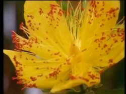 Time lapse - St John's wort flower opening Stock Footage